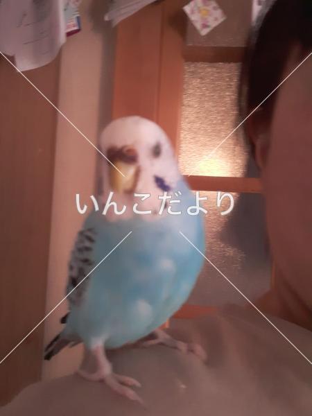 迷い鳥の写真