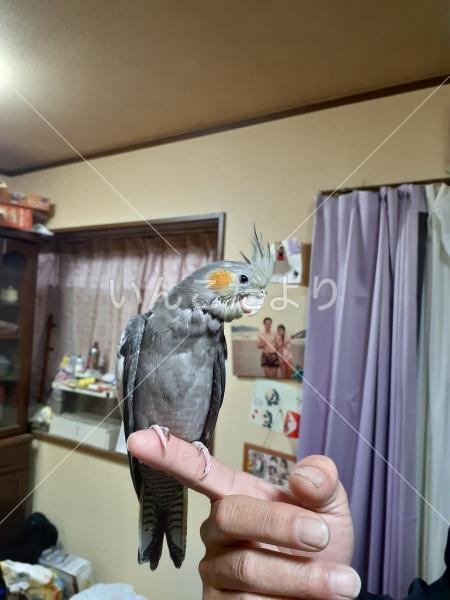 迷い鳥の写真