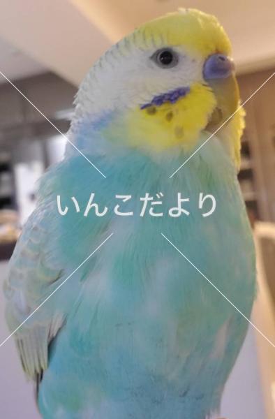 迷い鳥の写真