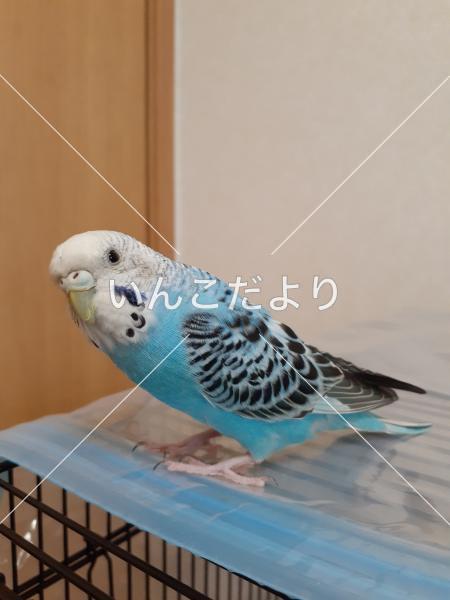 保護鳥の写真