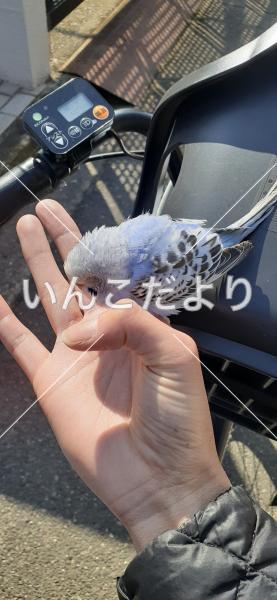 保護鳥の写真