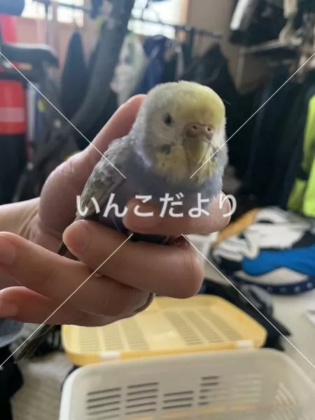保護鳥の写真