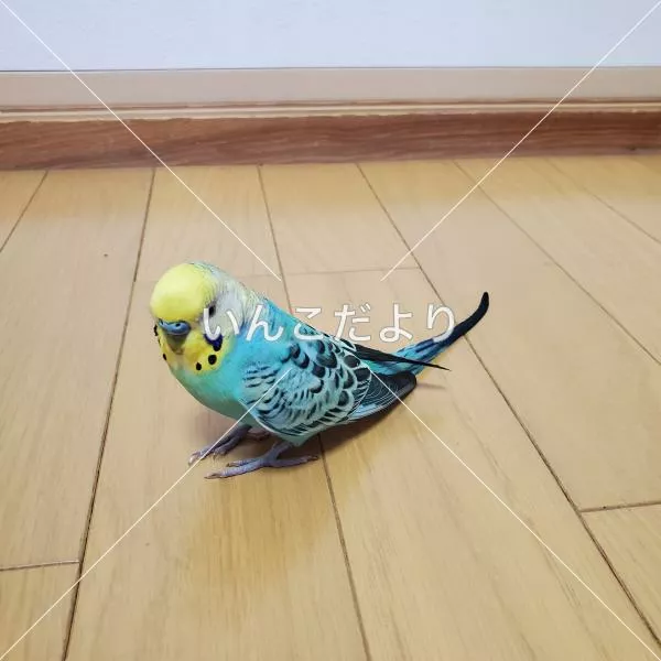 保護鳥の写真