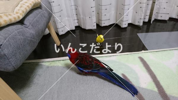 迷い鳥の写真