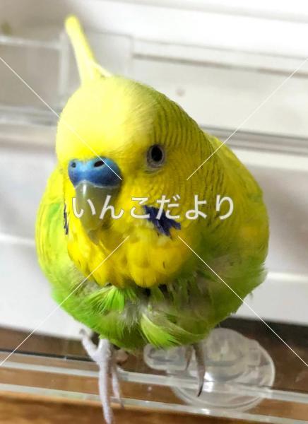 迷い鳥の写真