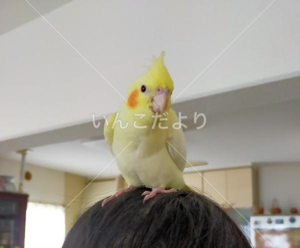 迷い鳥の写真