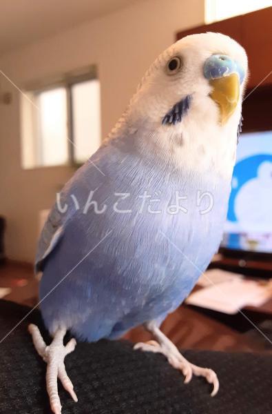 迷い鳥の写真