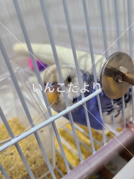 保護鳥の写真