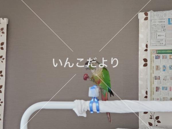 保護鳥の写真