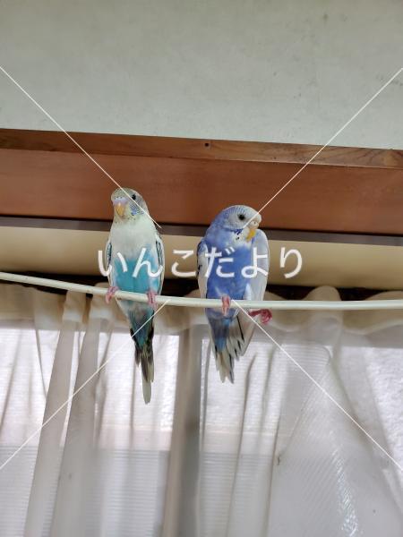 迷い鳥の写真