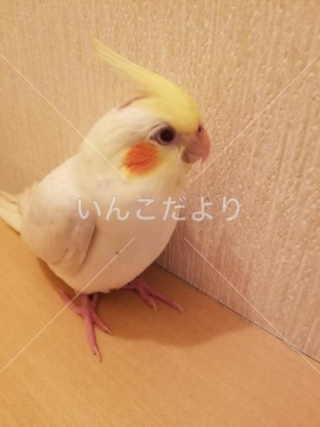 迷い鳥の写真