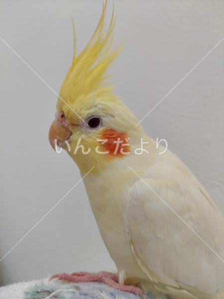 迷い鳥の写真