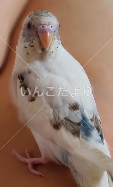 迷い鳥の写真