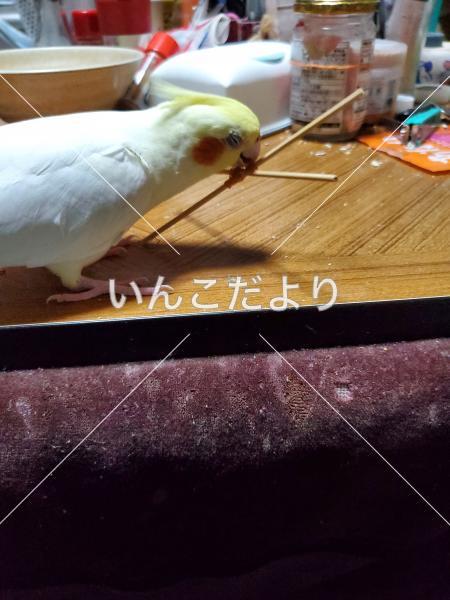 迷い鳥の写真