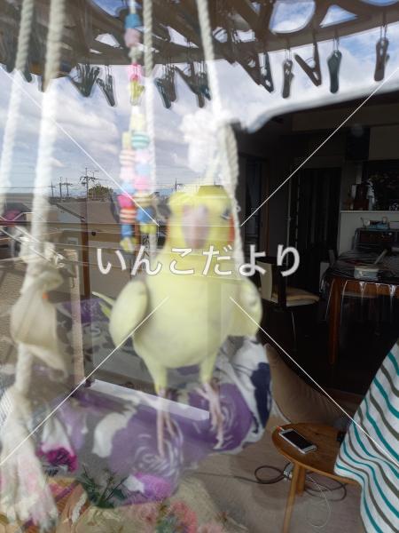 迷い鳥の写真
