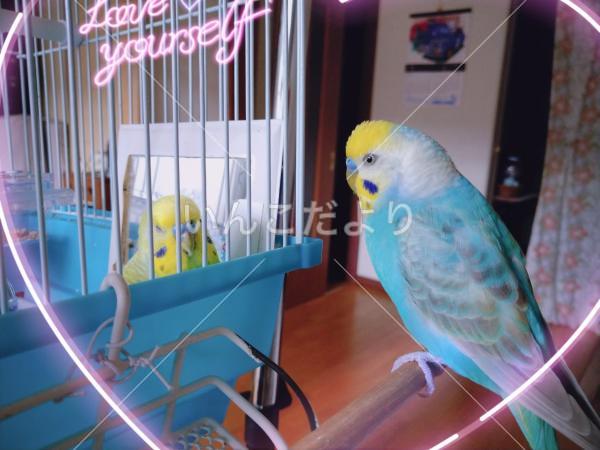 迷い鳥の写真