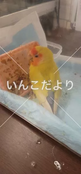保護鳥の写真