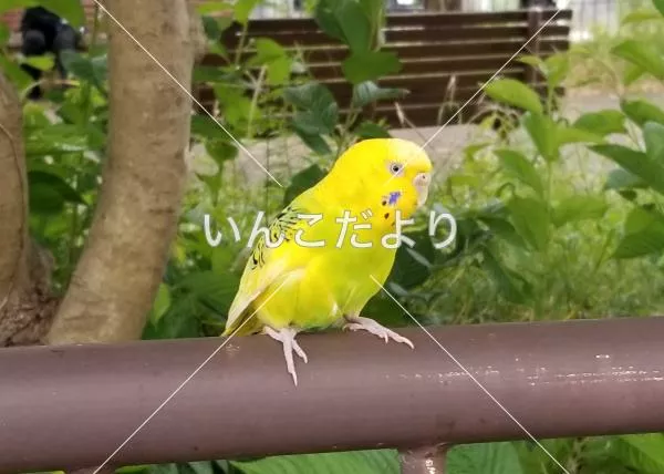 保護鳥の写真
