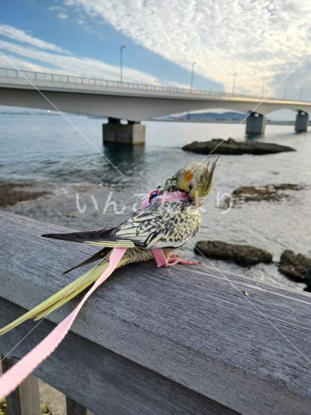 迷い鳥の写真