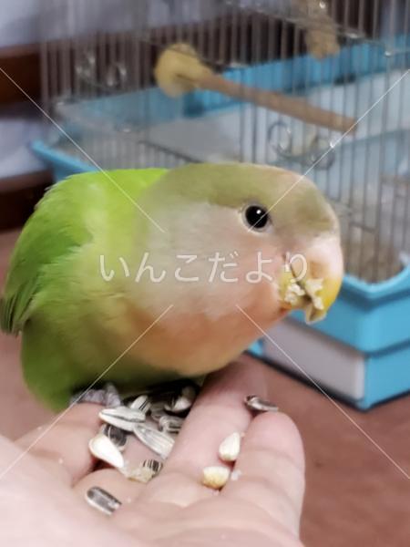 迷い鳥の写真