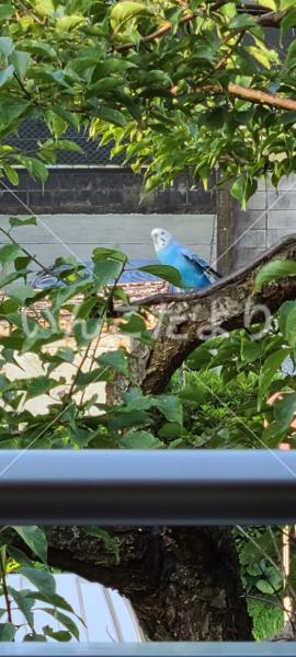 保護鳥の写真