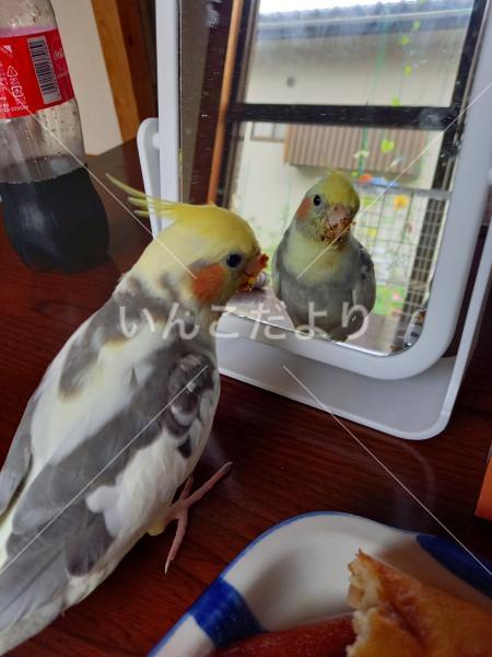 迷い鳥の写真