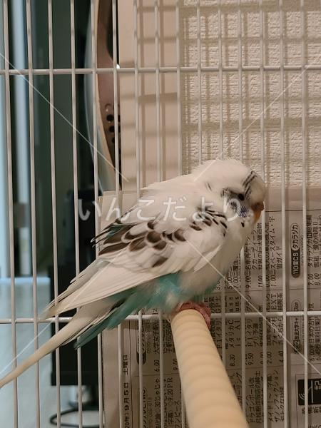 保護鳥の写真