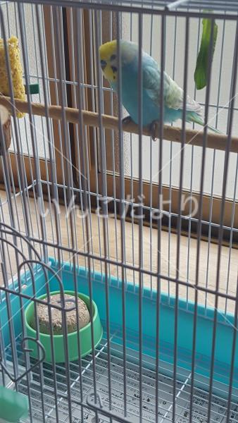 保護鳥の写真