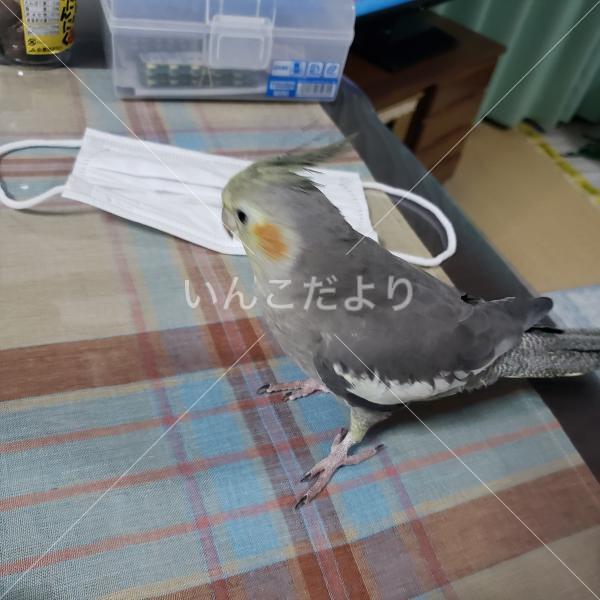 迷い鳥の写真