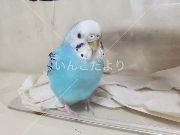 保護鳥の写真