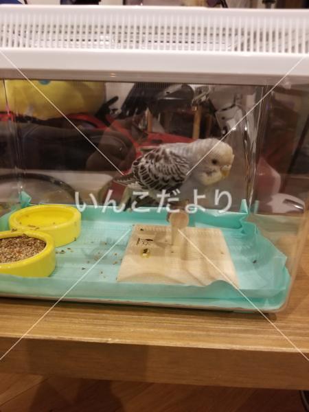 保護鳥の写真
