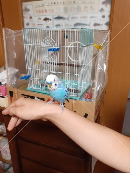 迷い鳥の写真