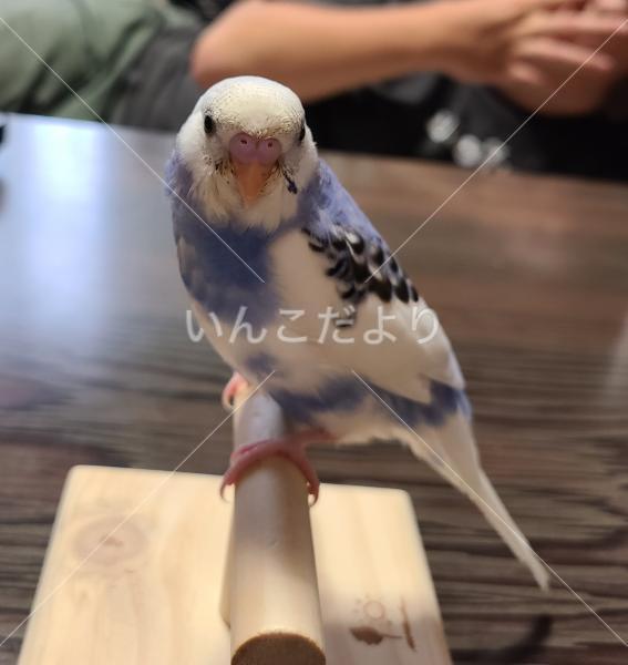 迷い鳥の写真