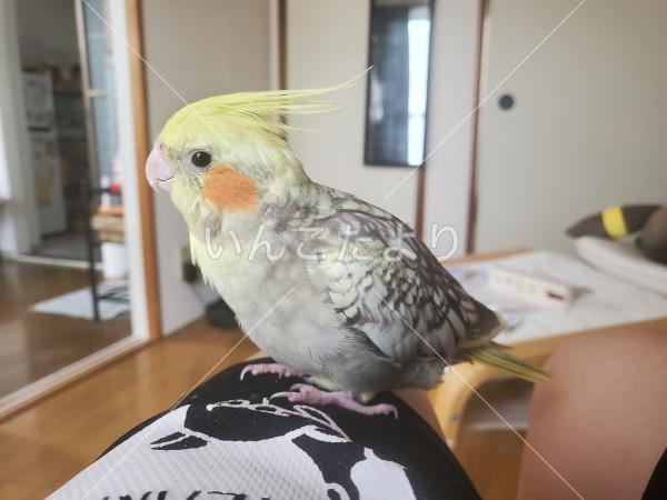 迷い鳥の写真