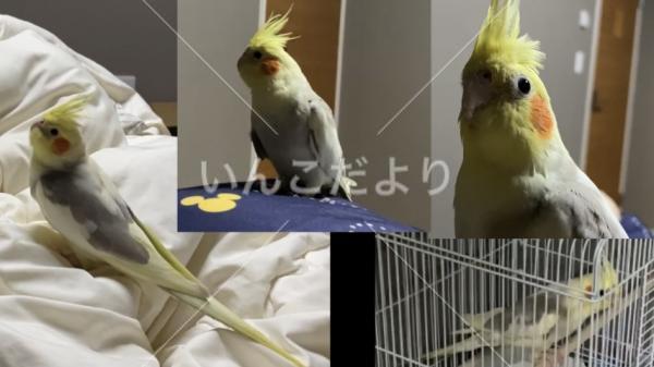 迷い鳥の写真