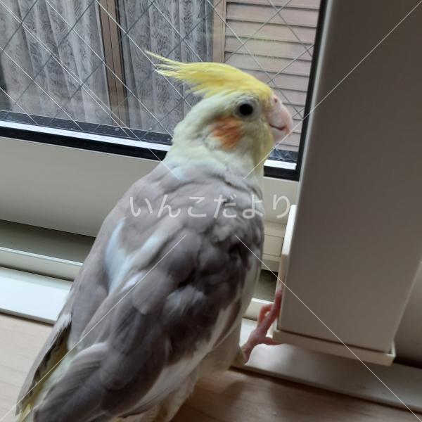 迷い鳥の写真