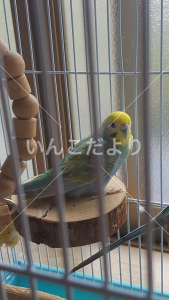 保護鳥の写真