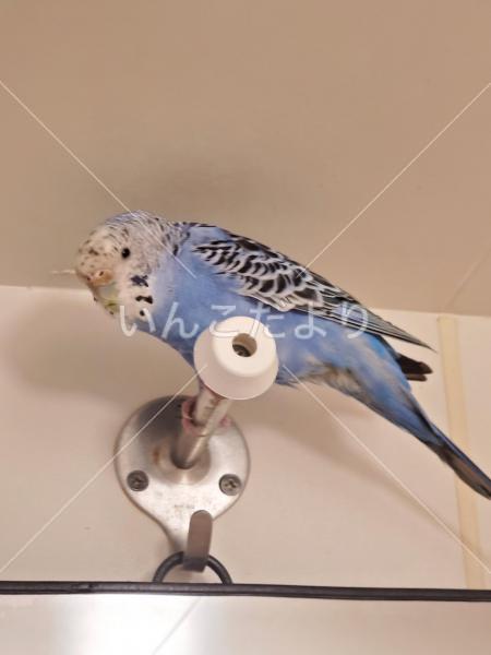 保護鳥の写真