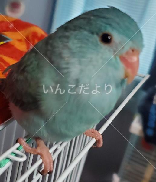 迷い鳥の写真