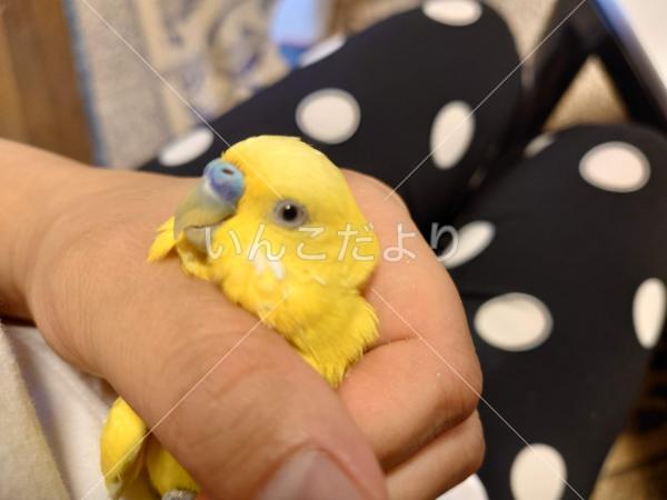 迷い鳥の写真