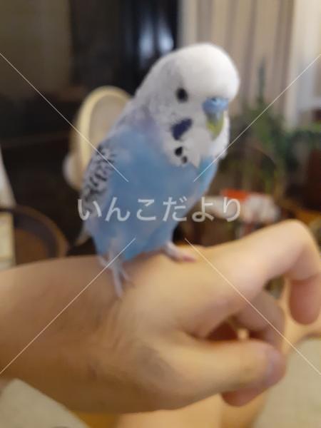 迷い鳥の写真