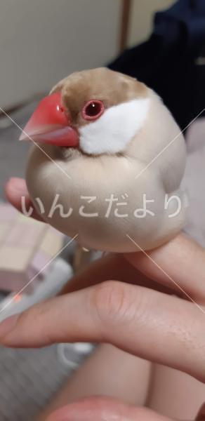 迷い鳥の写真