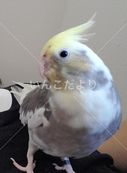 迷い鳥の写真