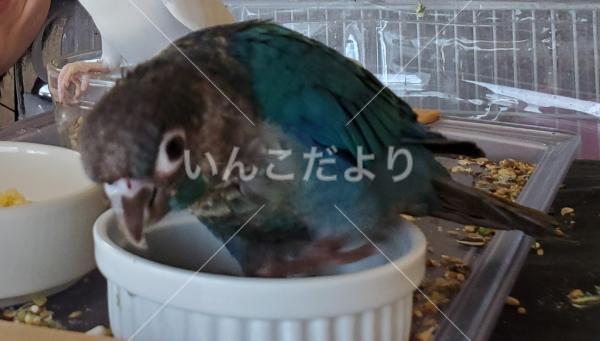 迷い鳥の写真