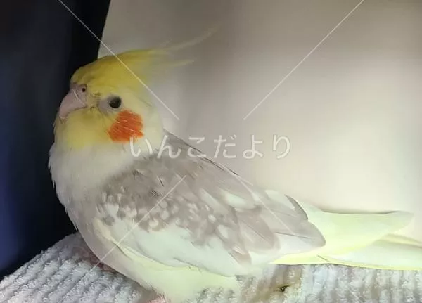 保護鳥の写真