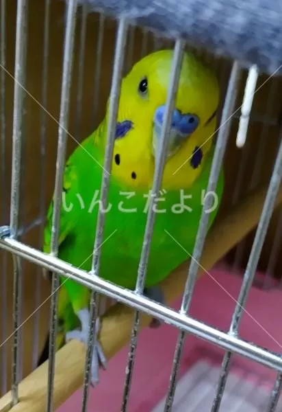 保護鳥の写真