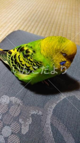 迷い鳥の写真