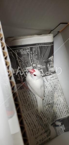 保護鳥の写真