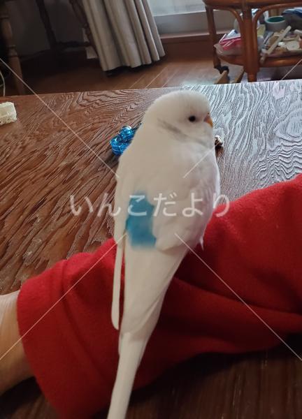 迷い鳥の写真