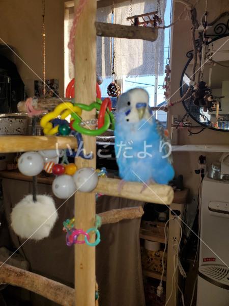 保護鳥の写真